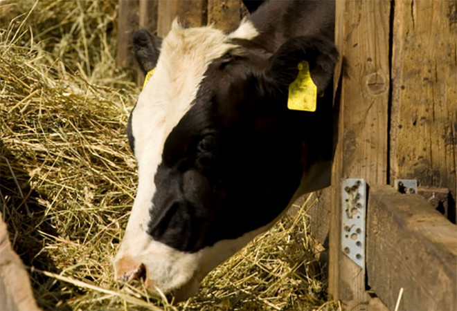 Giới đầu tư Anh, Mỹ cổ súy việc hạn chế dùng kháng sinh ảnh 1