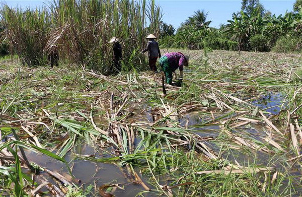 Hàng nghìn hécta mía tại Hậu Giang bị ngập trong nước lũ ảnh 1