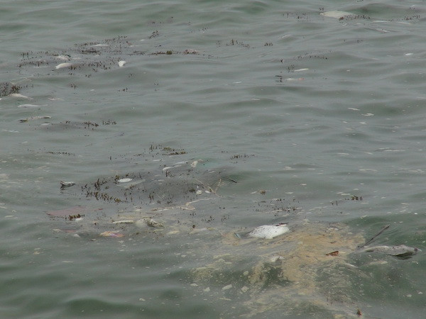 Tỉnh Quảng Bình sát cánh cùng ngư dân vượt qua khó khăn ảnh 1