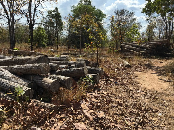 Thủ tướng yêu cầu ba tỉnh kiểm tra phản ánh việc chặt phá rừng ảnh 1