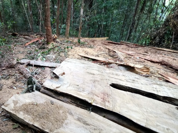 Phát hiện vụ phá rừng ở Bắc Trà My, thu giữ hơn 7 mét khối gỗ ảnh 1