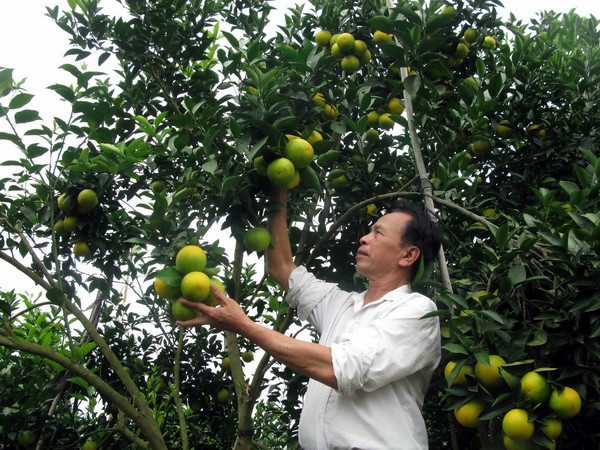 Nghệ An sẽ dán tem để truy xuất nguồn gốc cây cam Vinh ảnh 1