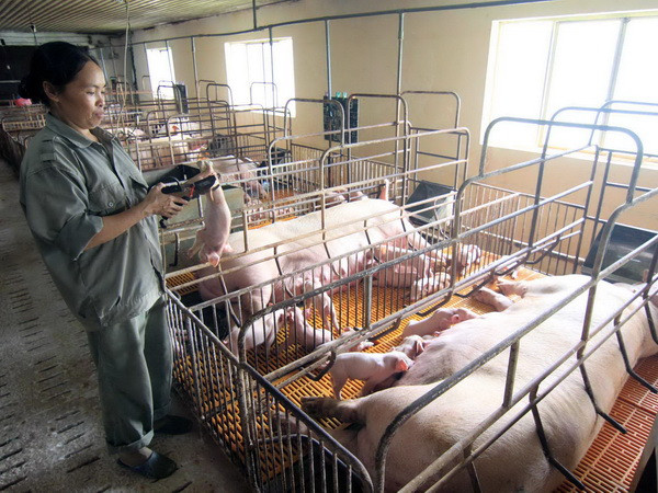 Nghệ An yêu cầu dừng thi công trang trại chăn nuôi lợn kỹ thuật cao ảnh 1