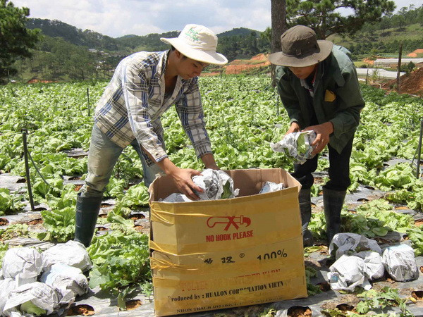 Đưa Lâm Đồng thành nguồn cung rau quả hàng đầu sang Nhật ảnh 1