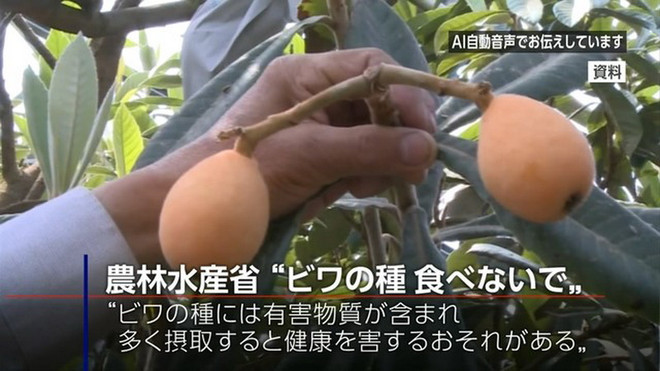 Nhật Bản cảnh báo nguy cơ ngộ độc khi ăn hạt quả mơ và biwa ảnh 1