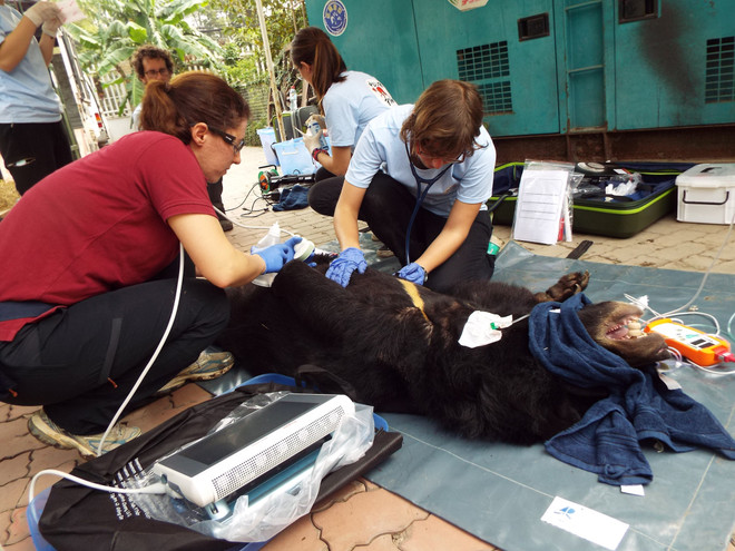Các nhân viên của Trung tâm bảo tồn động vật hoang dã Nước Việt (Four Paws Viet) kiểm tra sức khỏe cho gấu. (Ảnh: TTXVN phát) Thêm 110 cá thể động vật hoang dã được giải cứu, trả về tự nhiên ảnh 2