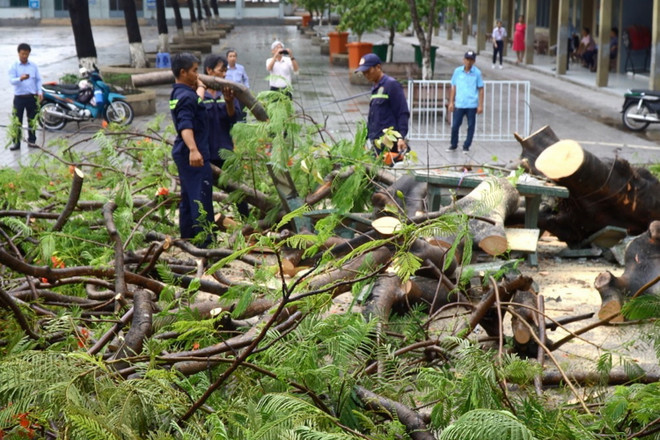Đồng Nai: Cây phượng bật gốc sau cơn mưa, ba nữ sinh bị thương ảnh 2