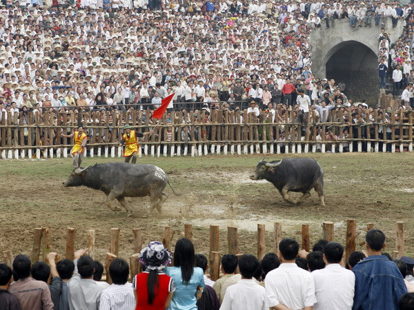Hàng vạn người tưng bừng dự lễ hội chọi trâu cổ nhất Việt Nam ảnh 1