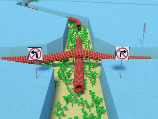 Ra đời siêu máy tính sinh học có khả năng “sống và hít thở” ảnh 1