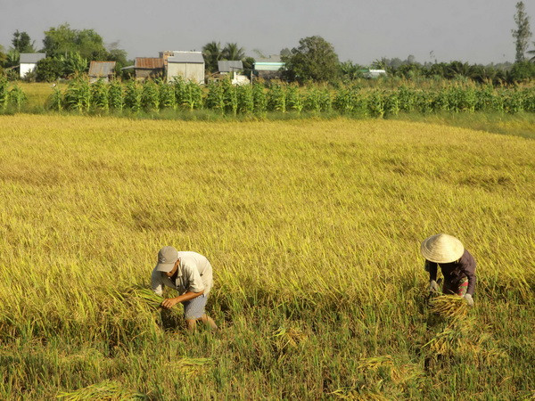 Năng suất thu hoạch đầu vụ ở Tiền Giang vẫn tăng dù hạn mặn ảnh 1