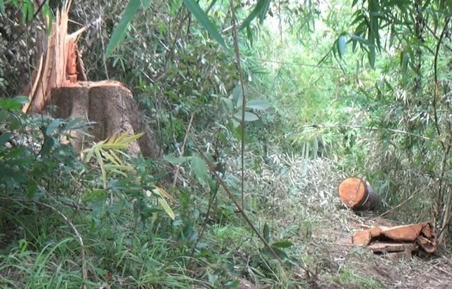 Phát hiện vụ khai thác gỗ trái phép ở khu vực biên giới tỉnh Quảng Trị ảnh 1