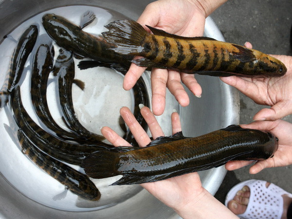 Bảo tồn và phát triển thành công loài cá trối quý hiếm ảnh 1