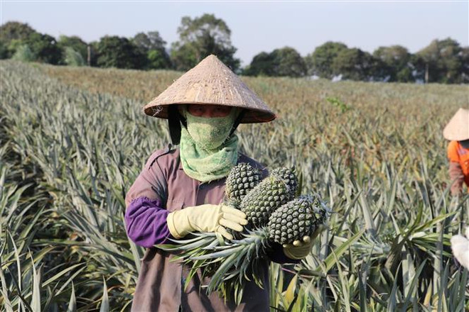 Mùa dứa ngọt lại về với người nông dân Ninh Bình ảnh 1