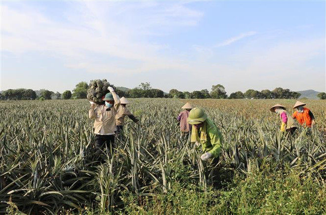 Mùa dứa ngọt lại về với người nông dân Ninh Bình ảnh 2