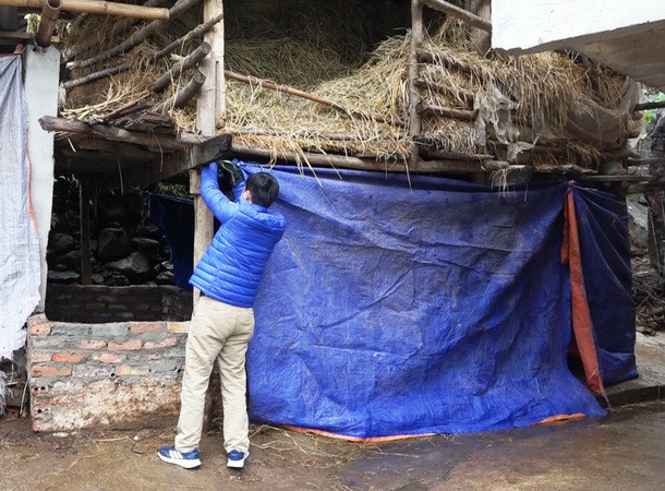 Nhiều giải pháp chống đói, rét cho gia súc các tỉnh miền núi phía Bắc ảnh 2