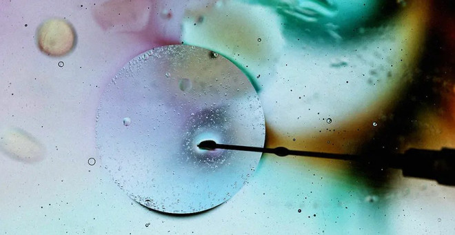 Tranh cãi quanh phôi thai tổng hợp đầu tiên trên thế giới ảnh 1