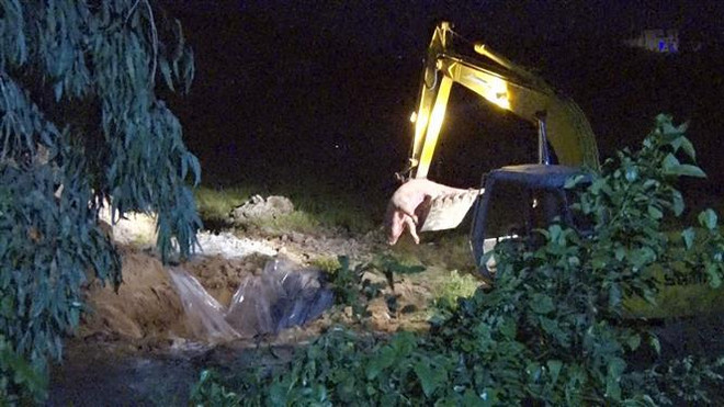 Chủ tịch xã bị kiểm điểm vì lơ là chống dịch tả lợn châu Phi ảnh 1