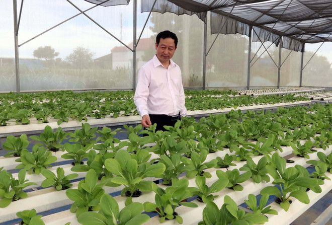 Nhiều hợp tác xã đầu tư phát triển trồng rau màu theo hướng hữu cơ thủy sinh. (Ảnh: Công Thử/TTXVN) Tiếp tục đổi mới, phát triển và nâng cao hiệu quả kinh tế tập thể ảnh 1
