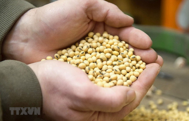 Giá lúa giảm, giá hạt tiêu và càphê phục hồi trong tuần vừa qua ảnh 3