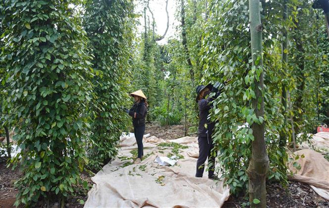 Đảm bảo giá trị để ngành hồ tiêu Việt Nam phát triển bền vững ảnh 3