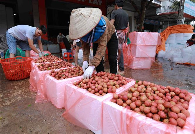 Xây dựng thương hiệu cho nông sản Việt tại Trung Quốc ảnh 3
