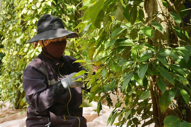 Đảm bảo giá trị để ngành hồ tiêu Việt Nam phát triển bền vững ảnh 1