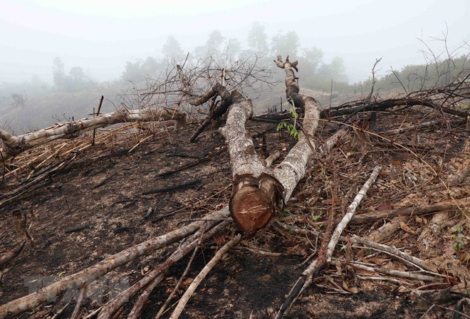 Điện Biên: Báo động thực trạng 'khai tử' rừng tái sinh ở huyện Nậm Pồ ảnh 2