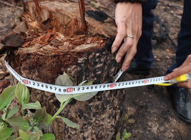 Điện Biên: Báo động thực trạng 'khai tử' rừng tái sinh ở huyện Nậm Pồ ảnh 4