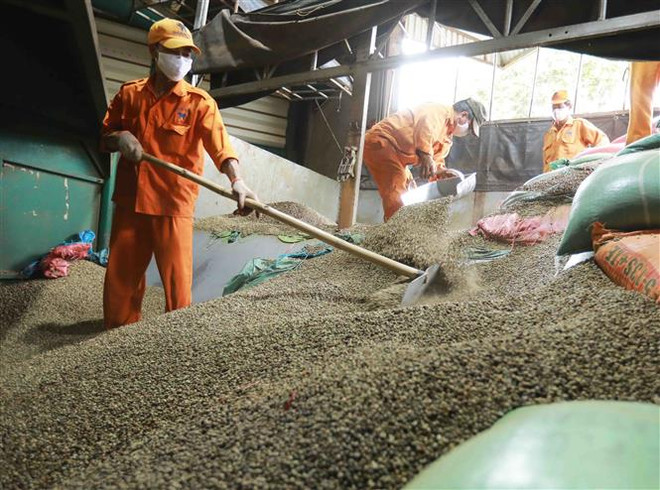 Thị trường nông sản tuần qua: Giá tiêu vẫn duy trì sức nóng ảnh 2