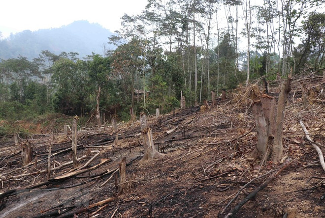 Điện Biên: Báo động thực trạng 'khai tử' rừng tái sinh ở huyện Nậm Pồ ảnh 1