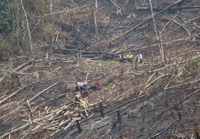 Điện Biên: Báo động thực trạng 'khai tử' rừng tái sinh ở huyện Nậm Pồ ảnh 3
