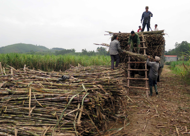 Ngành mía đường còn nhiều khó khăn, thách thức khi hội nhập ảnh 1
