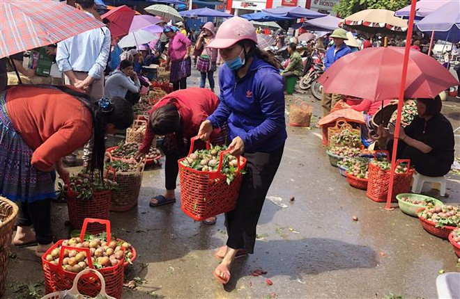 Mận Tam hoa vào chính vụ thu hút khách du lịch thập phương ảnh 2