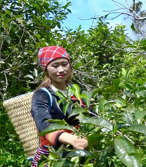 Yên Bái: Huyền tích những cây chè cổ thụ trên đỉnh Suối Giàng ảnh 2