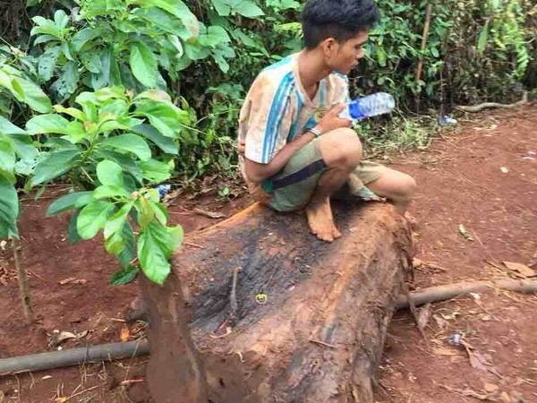 Đắk Lắk: Truy tìm các đối tượng chặt phá cây thủy tùng trên 500 tuổi ảnh 1