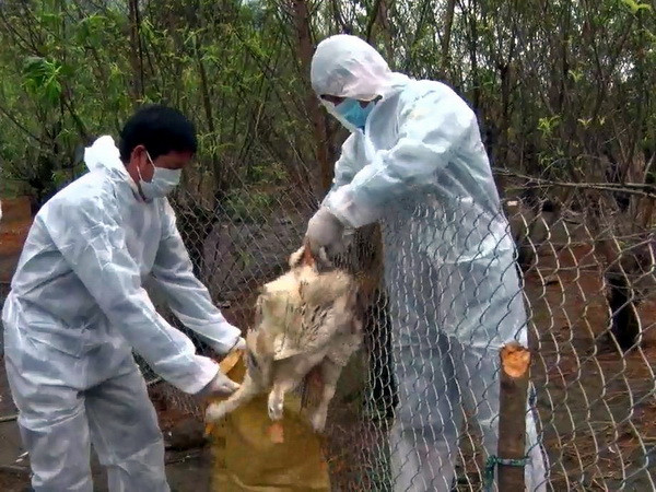 Lai Châu quyết định công bố xã thứ hai có ổ dịch Cúm H5N6 ảnh 1