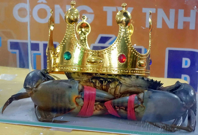 Chú cua “Bình Dư” nặng 1,452kg giành giải "Cua Cà Mau lớn nhất" ảnh 1