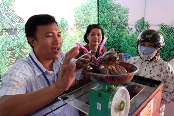 Cua Cà Mau tiêu thụ mạnh tại hội chợ. (Ảnh: Kim Há/TXVN) Tìm giải pháp phát triển nghề cua Cà Mau theo hướng bền vững ảnh 1