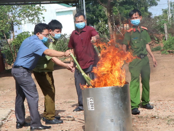 Thu giữ và tiêu hủy 14kg củ và lá giả sâm Ngọc Linh Kon Tum ảnh 1