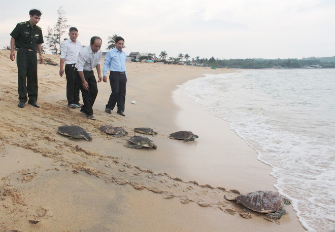 Quảng Ngãi tiến hành thả 6 cá thể rùa biển về tự nhiên ảnh 1