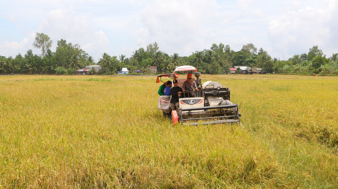 Thu hoạch lúa Hè Thu 2023 tại huyện Châu Thành A, tỉnh Hậu Giang. (Ảnh: Duy Khương/TTXVN) ttxvn_thu hoach lua1.jpg