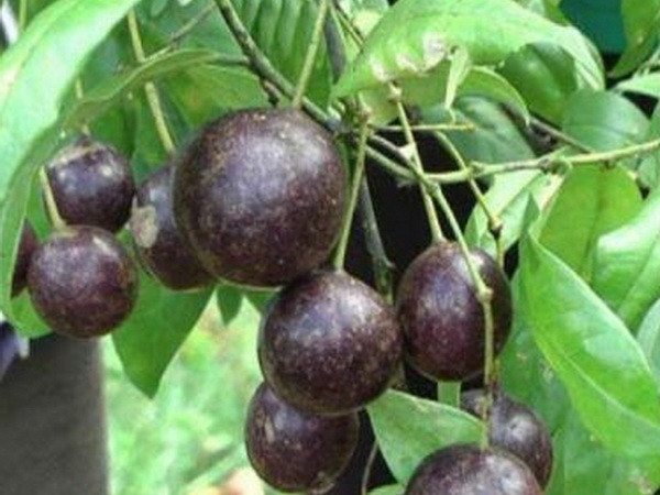 Đẩy mạnh tuyên truyền phòng tránh ngộ độc do ăn quả hồng châu ảnh 1