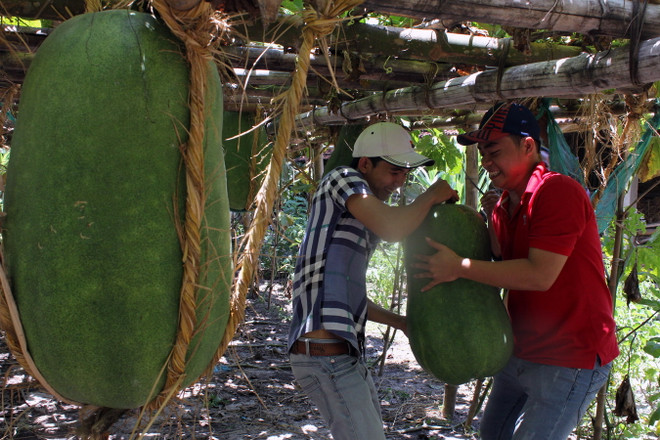 [Photo] Bình Định vào mùa thu hoạch bí đao khổng lồ ảnh 2