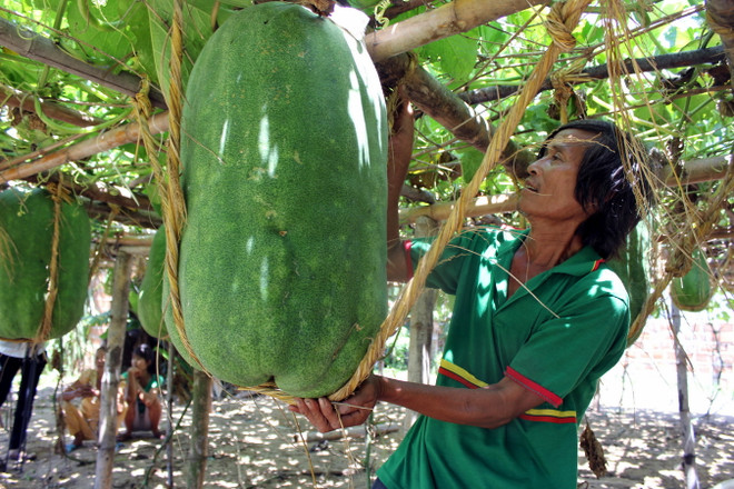 [Photo] Bình Định vào mùa thu hoạch bí đao khổng lồ ảnh 3