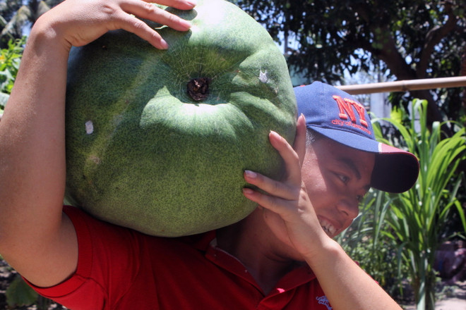 [Photo] Bình Định vào mùa thu hoạch bí đao khổng lồ ảnh 1