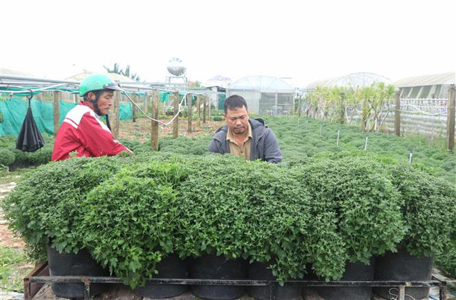 Thời tiết thuận lợi, nhà vườn kỳ vọng được mùa hoa Tết ảnh 2