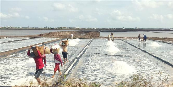 Diêm dân mong mỏi các ngành chức năng tìm giải pháp hỗ trợ, tạo động lực để diêm dân tiếp tục duy trì và phát triển làng nghề truyền thống. (Ảnh: TTXVN phát) Diêm dân Bạc Liêu thấp thỏm bước vào vụ muối mới ảnh 1