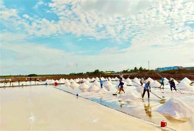 Diêm dân thu hoạch muối. (Ảnh: TTXVN phát) Diêm dân Bạc Liêu thấp thỏm bước vào vụ muối mới ảnh 3