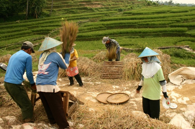 Sản lượng lúa của Indonesia suy giảm do thời tiết cực đoan ảnh 1