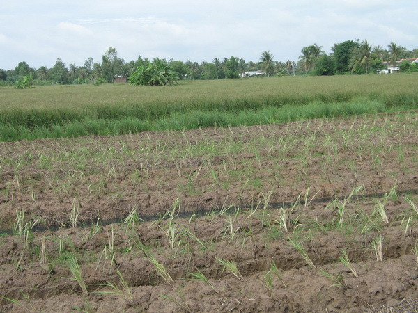 Tìm ra loại gene giúp giảm tác động nhiễm mặn cho cây lúa ảnh 1